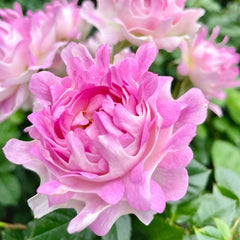 Sea Anemone Rose: Elegance for Garden & Arrangements