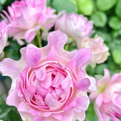 Sea Anemone Rose: Elegance for Garden & Arrangements