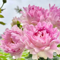 Sea Anemone Rose: Elegance for Garden & Arrangements