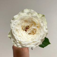 Sea Wave Rose