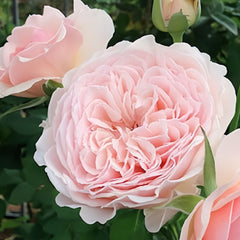 Senlitsu Rose: A Romantic Melody in the Garden