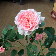 Senlitsu Rose: A Romantic Melody in the Garden