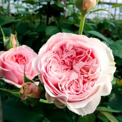 Senlitsu Rose: A Romantic Melody in the Garden