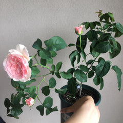 Senlitsu Rose: A Romantic Melody in the Garden