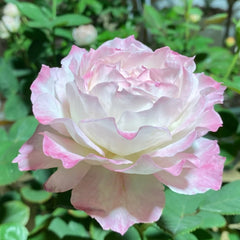 Japanese Rose Seraphim