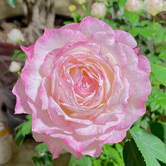 Japanese Rose Seraphim