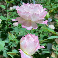 Japanese Rose Seraphim