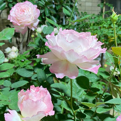 Japanese Rose Seraphim