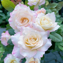 Japanese Rose Seraphim