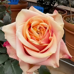 Serenade Rose Plant