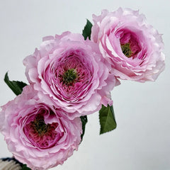 Serendipity Rose