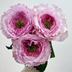 Serendipity Rose