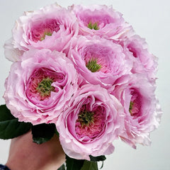 Serendipity Rose