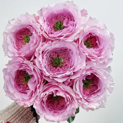 Serendipity Rose