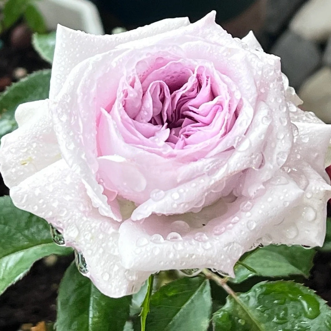 Shades of Grey Rose Plant| 灰色阴影 – Rose_Explosion