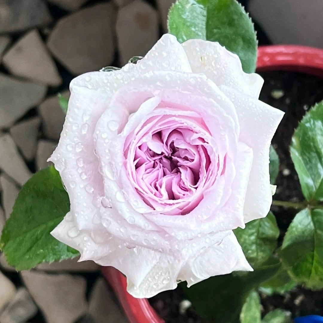 Shades of Grey Rose Plant| 灰色阴影 – Rose_Explosion