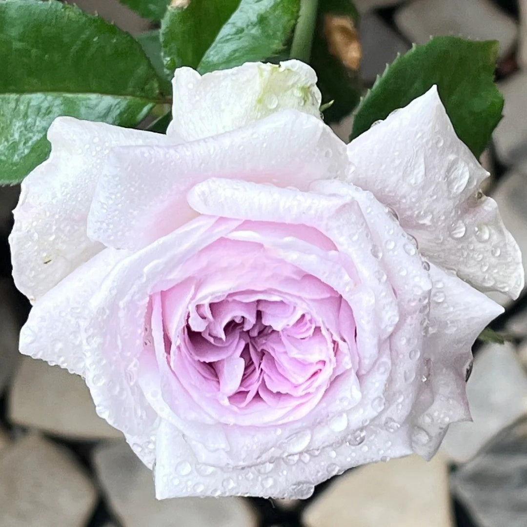 Shades of Grey Rose Plant| 灰色阴影 – Rose_Explosion