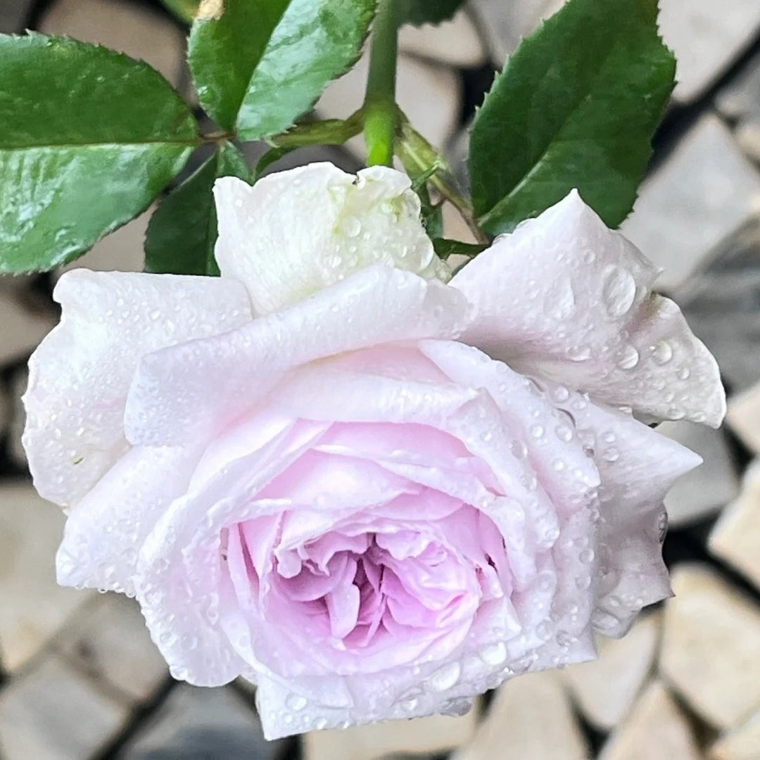 Shades of Grey Rose Plant| 灰色阴影 – Rose_Explosion