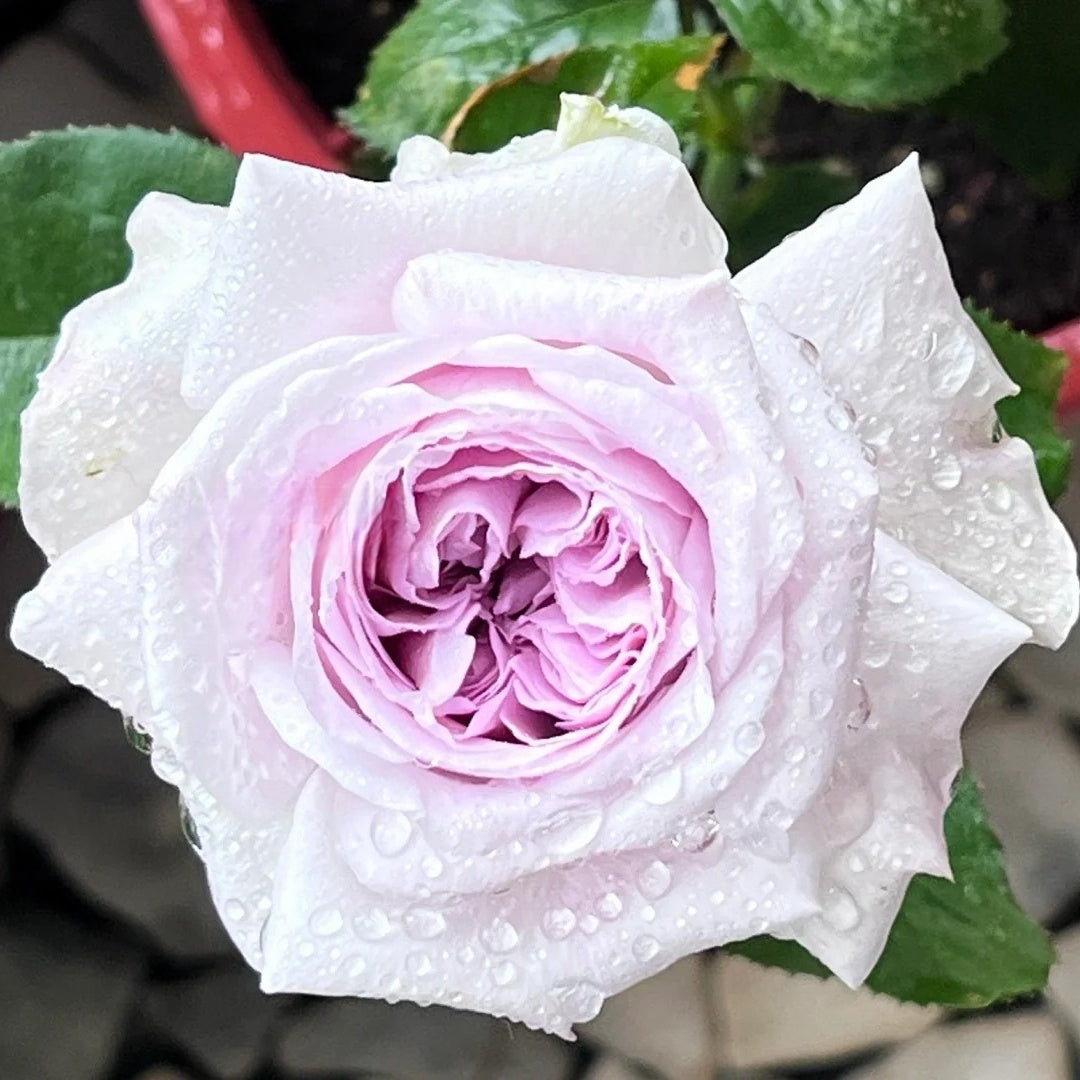 Shades of Grey Rose Plant| 灰色阴影 – Rose_Explosion