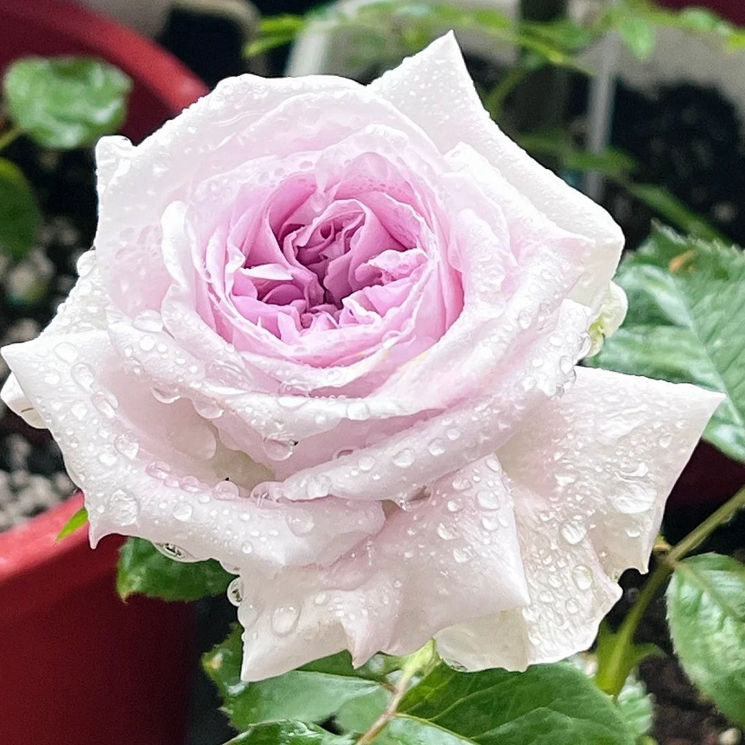Shades of Grey Rose Plant| 灰色阴影 – Rose_Explosion