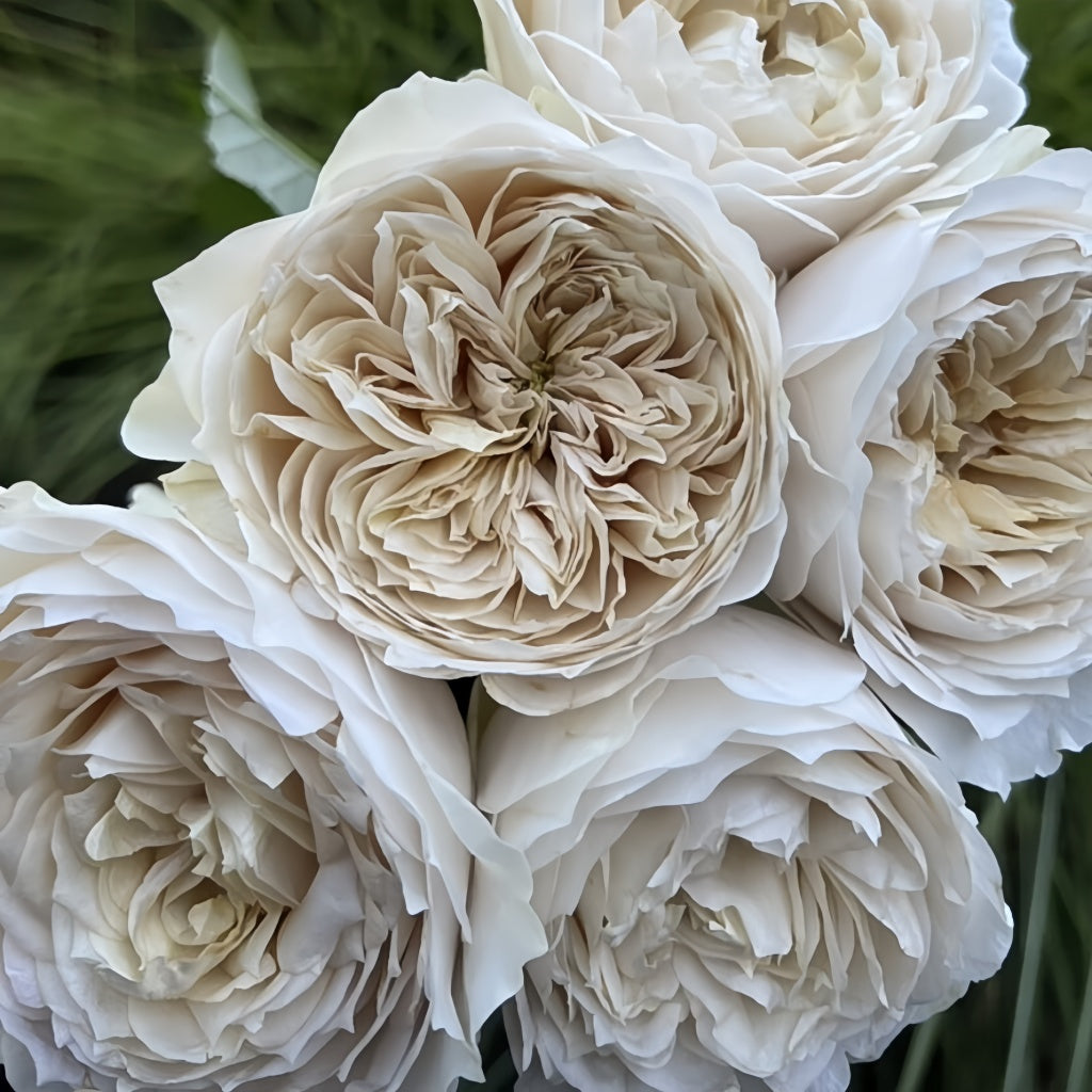 Baige Roses Shades of beige|米色阴影 – Rose_Explosion