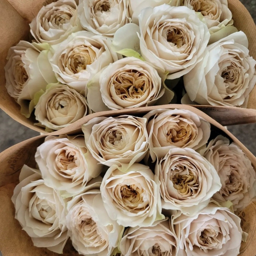 Baige Roses Shades of beige|米色阴影 – Rose_Explosion
