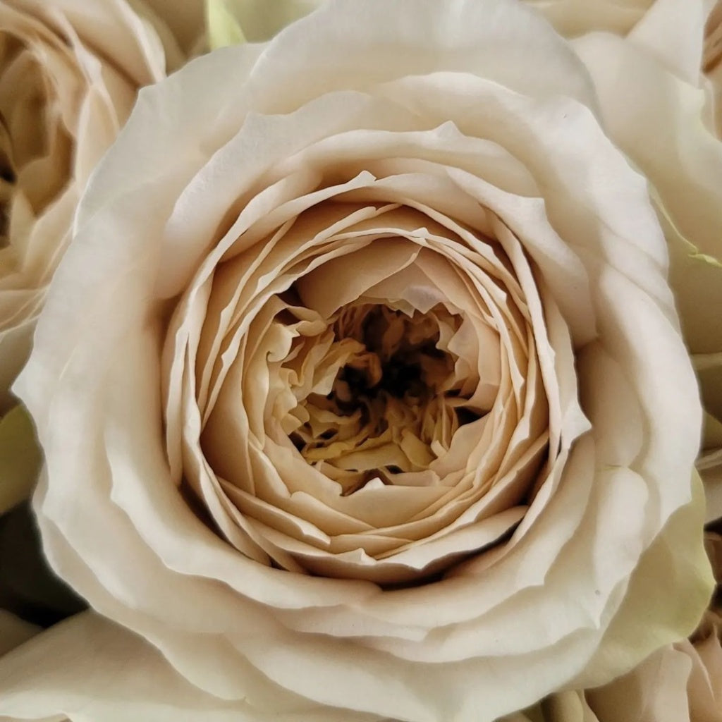 Baige Roses Shades of beige|米色阴影 – Rose_Explosion
