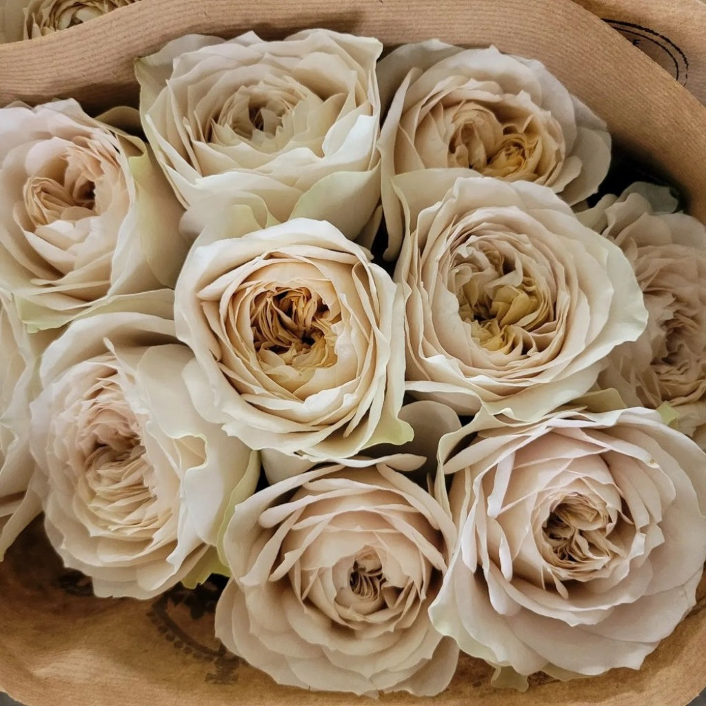 Beje Roses Shades of beige|米色阴影 – Rose_Explosion