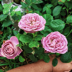 Shadow ofthe day Rose Plant|白昼黑影