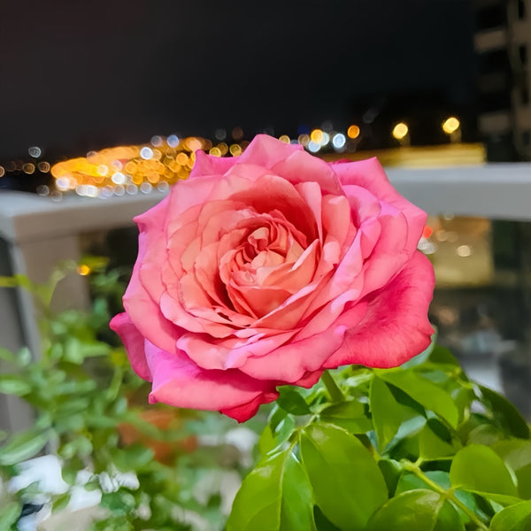 Shadow ofthe day Rose Plant|白昼黑影