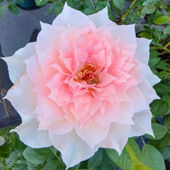 Shalimar Rose Plant