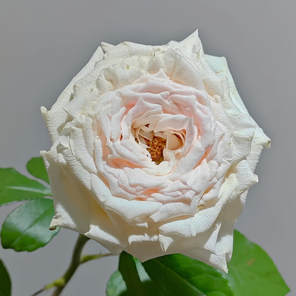 ShambhalaRose