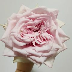 ShambhalaRose