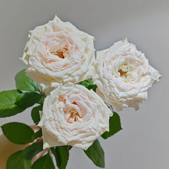 ShambhalaRose