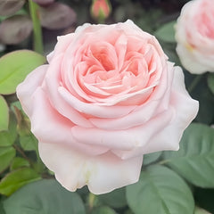 ShambhalaRose