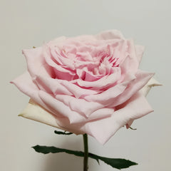 ShambhalaRose