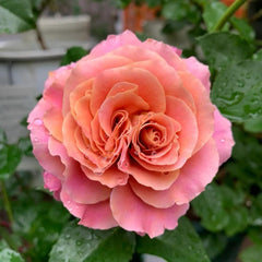 Elegant Shanghai Girl Rose Plant for a Beautiful Garden Oasis