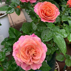 Elegant Shanghai Girl Rose Plant for a Beautiful Garden Oasis