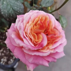 Elegant Shanghai Girl Rose Plant for a Beautiful Garden Oasis