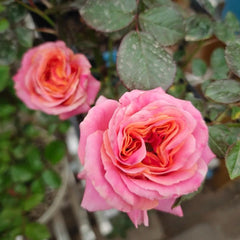 Elegant Shanghai Girl Rose Plant for a Beautiful Garden Oasis