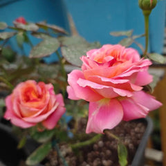 Elegant Shanghai Girl Rose Plant for a Beautiful Garden Oasis