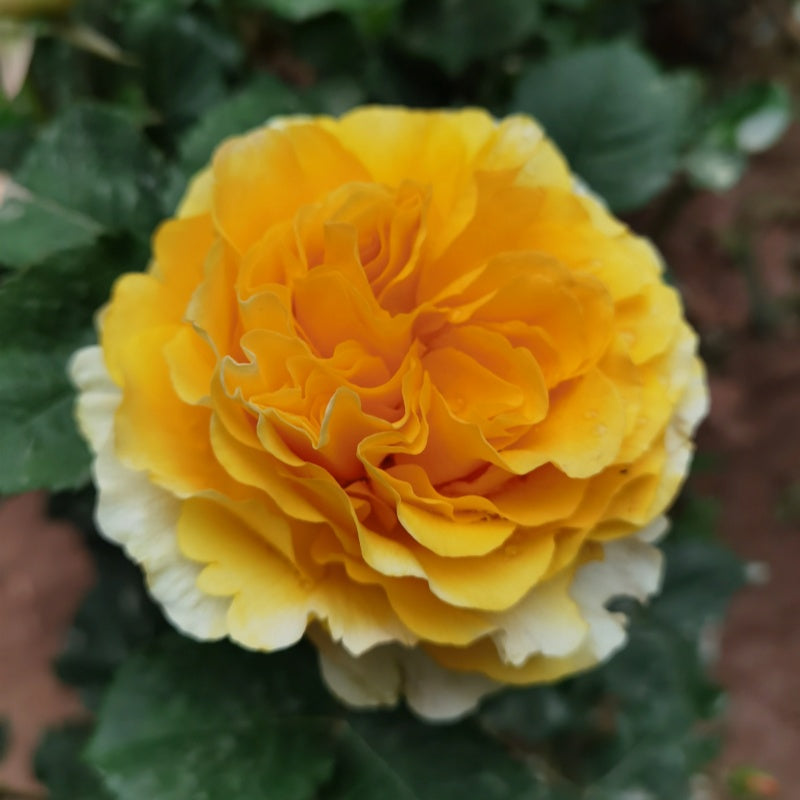 Shell Roses Plant Shell Rose Plant|贝壳 – Rose_Explosion