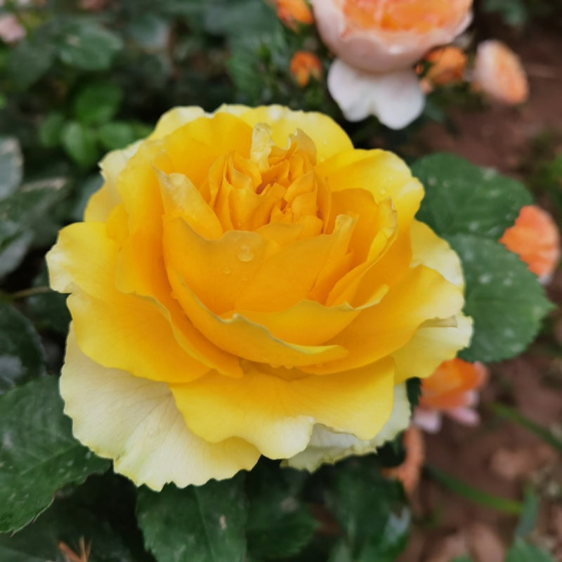 Shell Roses Plant Shell Rose Plant|贝壳 – Rose_Explosion