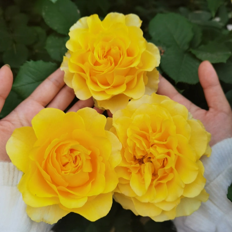 Shell Roses Plant Shell Rose Plant|贝壳 – Rose_Explosion