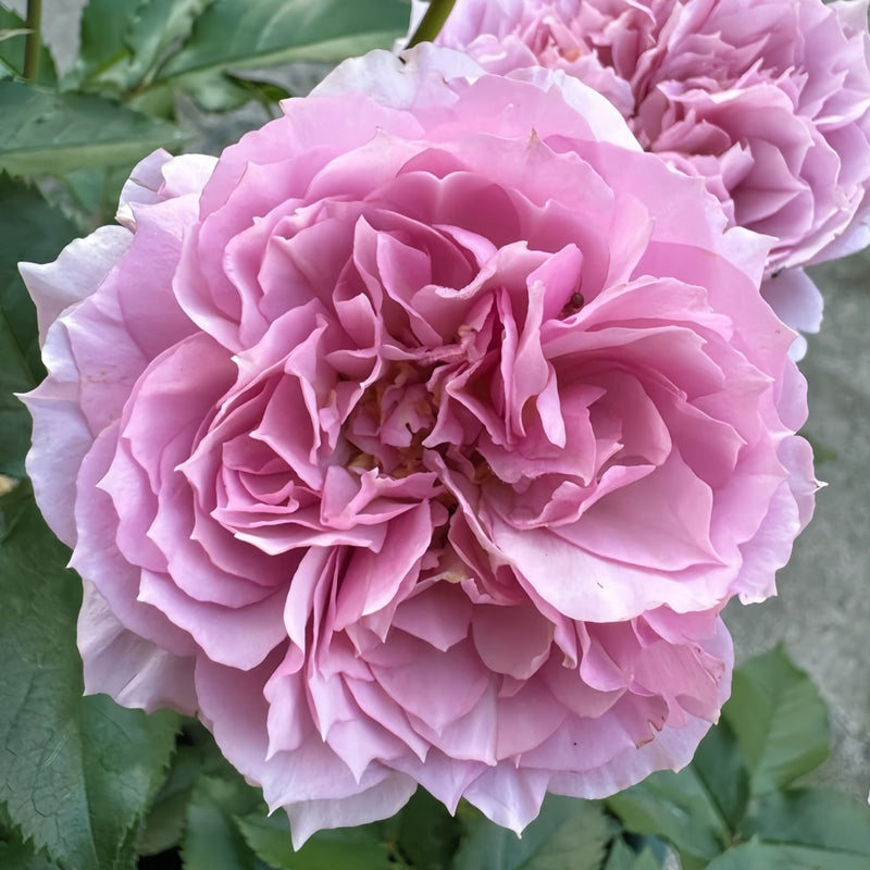 Sherwood Rose