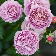 Sherwood Rose