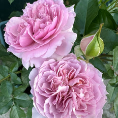 Sherwood Rose