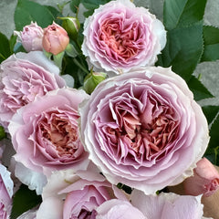 Sherwood Rose