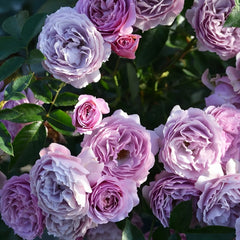 Sherwood Rose