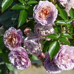 Sherwood Rose